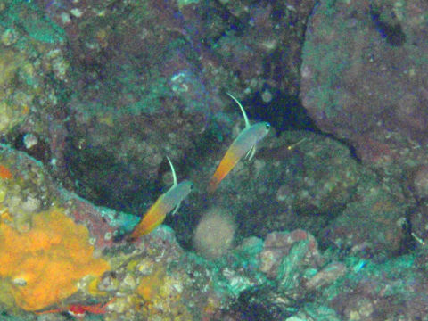 �ɓ������ʐ^�@�N���b�N�ő傫���Ȃ�܂�