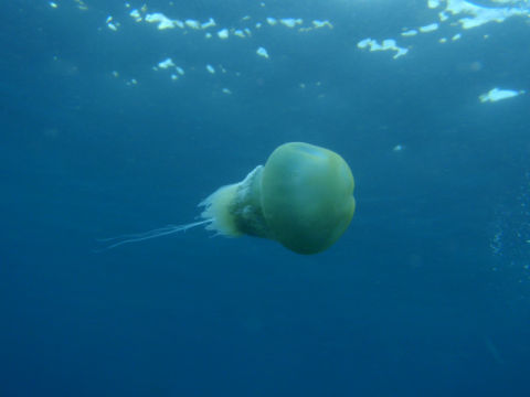 �ɓ������ʐ^�@�N���b�N�ő傫���Ȃ�܂�