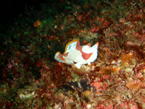 �ɓ������ʐ^�@�N���b�N�ő傫���Ȃ�܂�