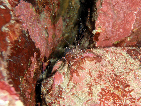 �ɓ������ʐ^�@�N���b�N�ő傫���Ȃ�܂�