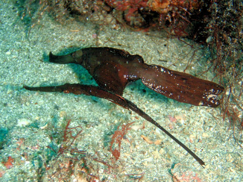 �ɓ������ʐ^�@�N���b�N�ő傫���Ȃ�܂�