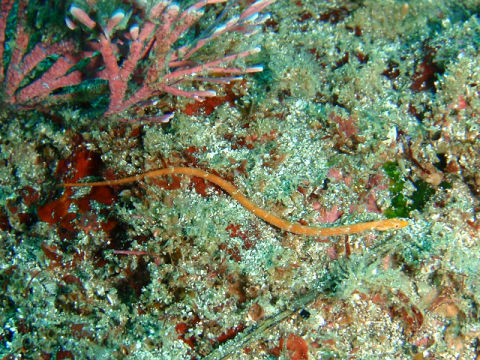 �ɓ������ʐ^�@�N���b�N�ő傫���Ȃ�܂�