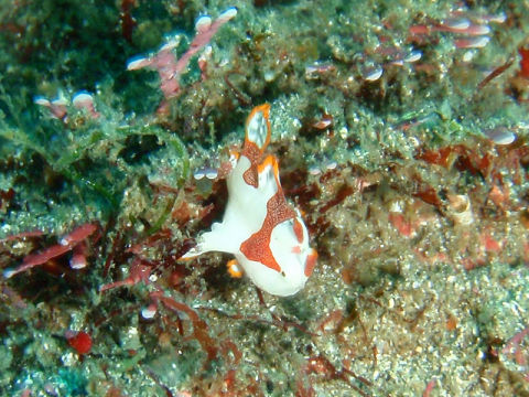 �ɓ������ʐ^�@�N���b�N�ő傫���Ȃ�܂�