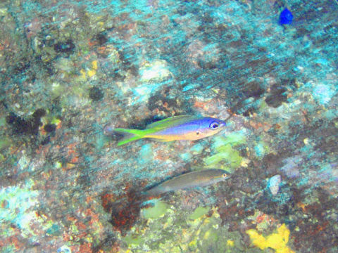 �ɓ������ʐ^�@�N���b�N�ő傫���Ȃ�܂�