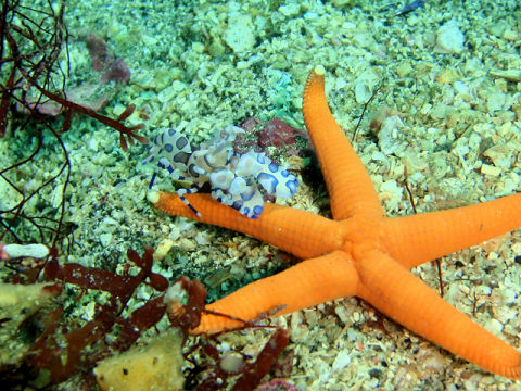 �ɓ������ʐ^�@�N���b�N�ő傫���Ȃ�܂�