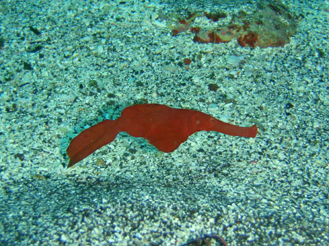 �ɓ������ʐ^�@�N���b�N�ő傫���Ȃ�܂�