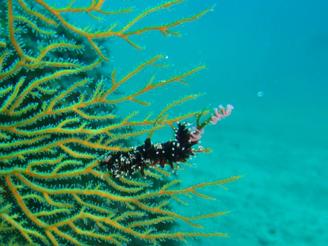 �ɓ������ʐ^�@�N���b�N�ő傫���Ȃ�܂�