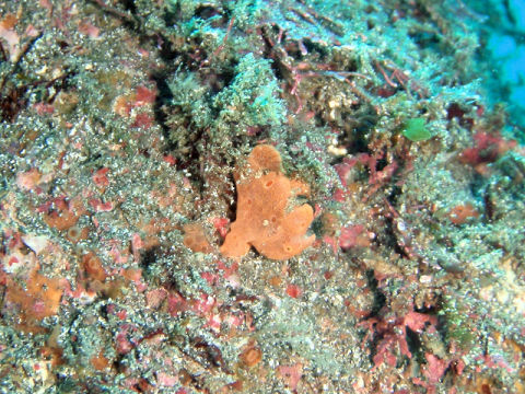 �ɓ������ʐ^�@�N���b�N�ő傫���Ȃ�܂�