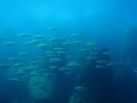 �ɓ������ʐ^�@�N���b�N�ő傫���Ȃ�܂�