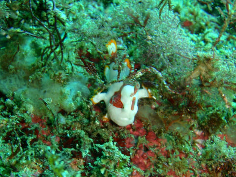 �ɓ������ʐ^�@�N���b�N�ő傫���Ȃ�܂�