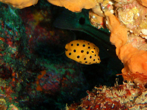 �ɓ������ʐ^�@�N���b�N�ő傫���Ȃ�܂�