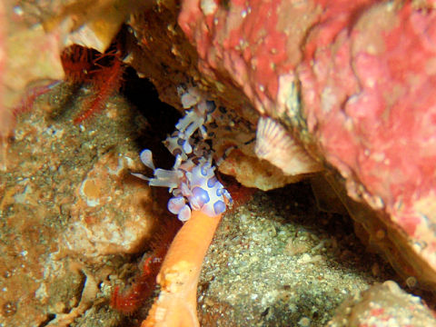 �ɓ������ʐ^�@�N���b�N�ő傫���Ȃ�܂�