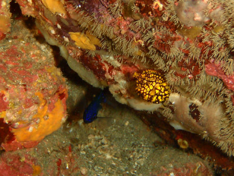 �ɓ������ʐ^�@�N���b�N�ő傫���Ȃ�܂�