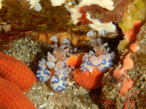 �ɓ������ʐ^�@�N���b�N�ő傫���Ȃ�܂�