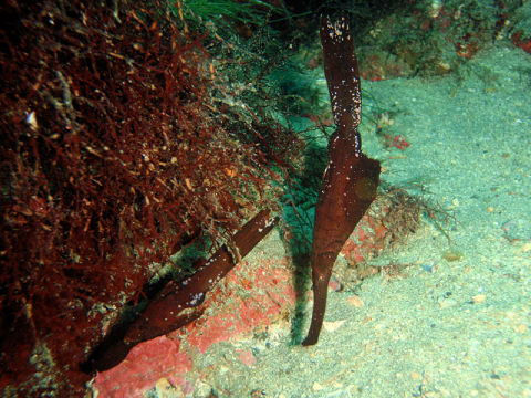 �ɓ������ʐ^�@�N���b�N�ő傫���Ȃ�܂�