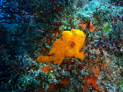 �ɓ������ʐ^�@�N���b�N�ő傫���Ȃ�܂�