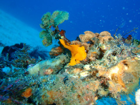 �ɓ������ʐ^�@�N���b�N�ő傫���Ȃ�܂�