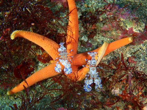 �ɓ������ʐ^�@�N���b�N�ő傫���Ȃ�܂�