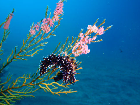 �ɓ������ʐ^�@�N���b�N�ő傫���Ȃ�܂�