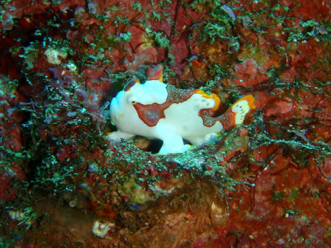 �ɓ������ʐ^�@�N���b�N�ő傫���Ȃ�܂�