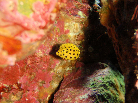 �ɓ������ʐ^�@�N���b�N�ő傫���Ȃ�܂�