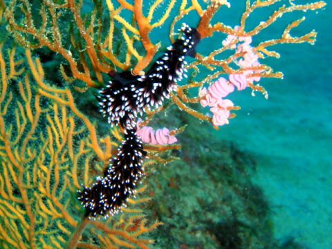 �ɓ������ʐ^�@�N���b�N�ő傫���Ȃ�܂�