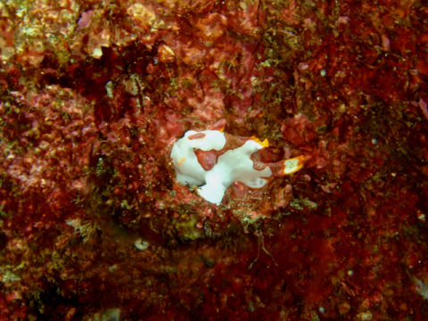 �ɓ������ʐ^�@�N���b�N�ő傫���Ȃ�܂�