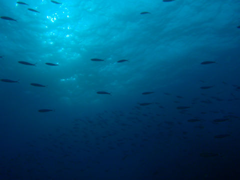 �ɓ������ʐ^�@�N���b�N�ő傫���Ȃ�܂�