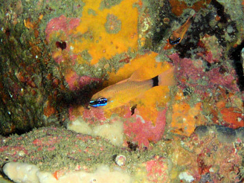 �ɓ������ʐ^�@�N���b�N�ő傫���Ȃ�܂�