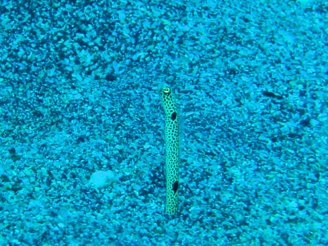 �ɓ������ʐ^�@�N���b�N�ő傫���Ȃ�܂�