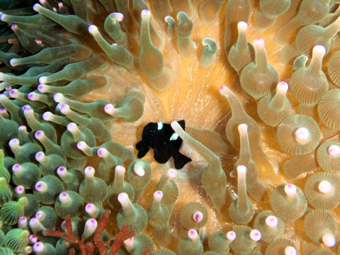 �ɓ������ʐ^�@�N���b�N�ő傫���Ȃ�܂�