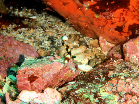 �ɓ������ʐ^�@�N���b�N�ő傫���Ȃ�܂�