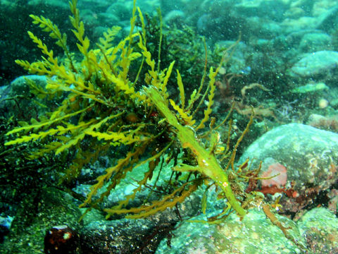 �ɓ������ʐ^�@�N���b�N�ő傫���Ȃ�܂�