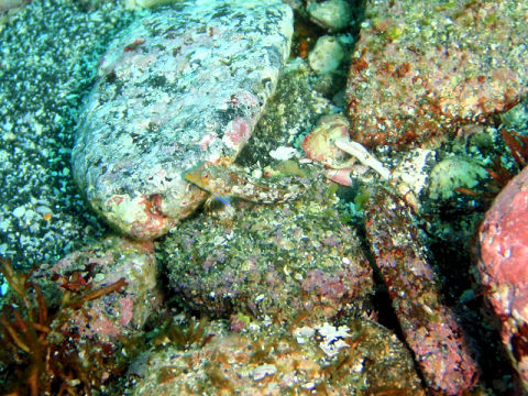 �ɓ������ʐ^�@�N���b�N�ő傫���Ȃ�܂�