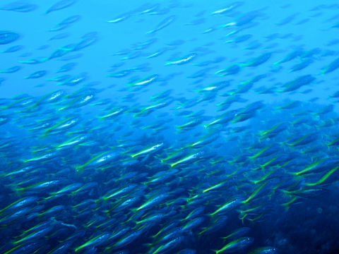 �ɓ������ʐ^�@�N���b�N�ő傫���Ȃ�܂�