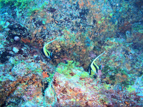 �ɓ������ʐ^�@�N���b�N�ő傫���Ȃ�܂�