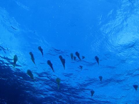 �ɓ������ʐ^�@�N���b�N�ő傫���Ȃ�܂�