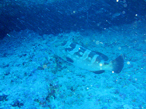 �ɓ������ʐ^�@�N���b�N�ő傫���Ȃ�܂�