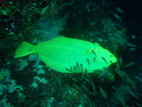 �ɓ������ʐ^�@�N���b�N�ő傫���Ȃ�܂�