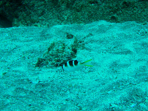 �ɓ������ʐ^�@�N���b�N�ő傫���Ȃ�܂�