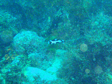 �ɓ������ʐ^�@�N���b�N�ő傫���Ȃ�܂�