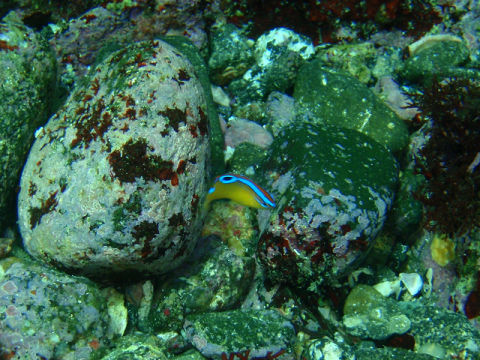 �ɓ������ʐ^�@�N���b�N�ő傫���Ȃ�܂�