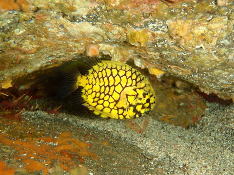 �ɓ������ʐ^�@�N���b�N�ő傫���Ȃ�܂�