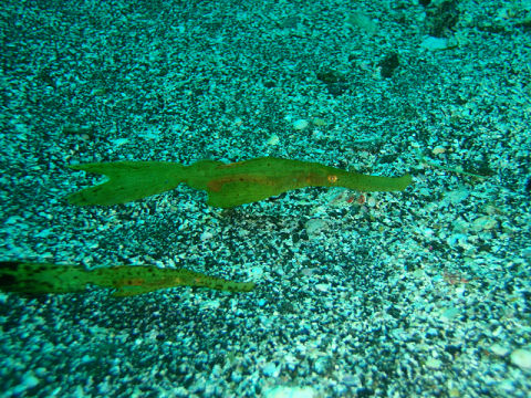 �ɓ������ʐ^�@�N���b�N�ő傫���Ȃ�܂�