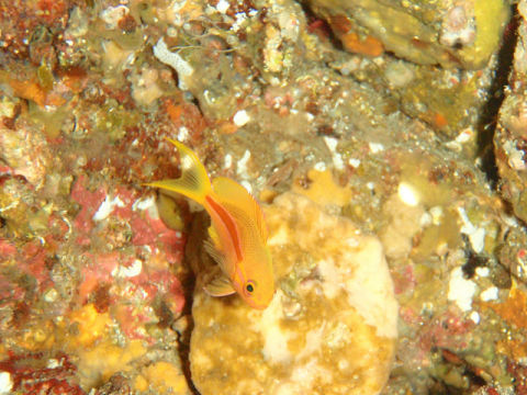 �ɓ������ʐ^�@�N���b�N�ő傫���Ȃ�܂�