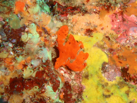 �ɓ������ʐ^�@�N���b�N�ő傫���Ȃ�܂�