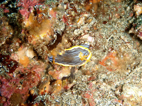 �ɓ������ʐ^�@�N���b�N�ő傫���Ȃ�܂�