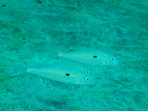 �ɓ������ʐ^�@�N���b�N�ő傫���Ȃ�܂�