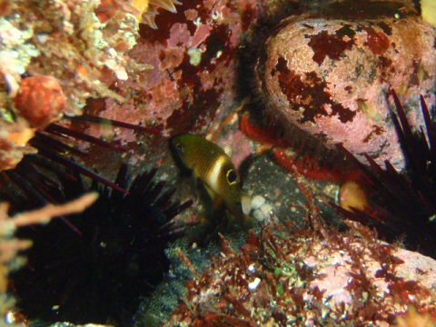 �ɓ������ʐ^�@�N���b�N�ő傫���Ȃ�܂�