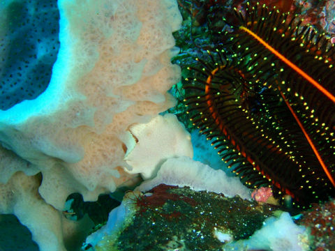 �ɓ������ʐ^�@�N���b�N�ő傫���Ȃ�܂�